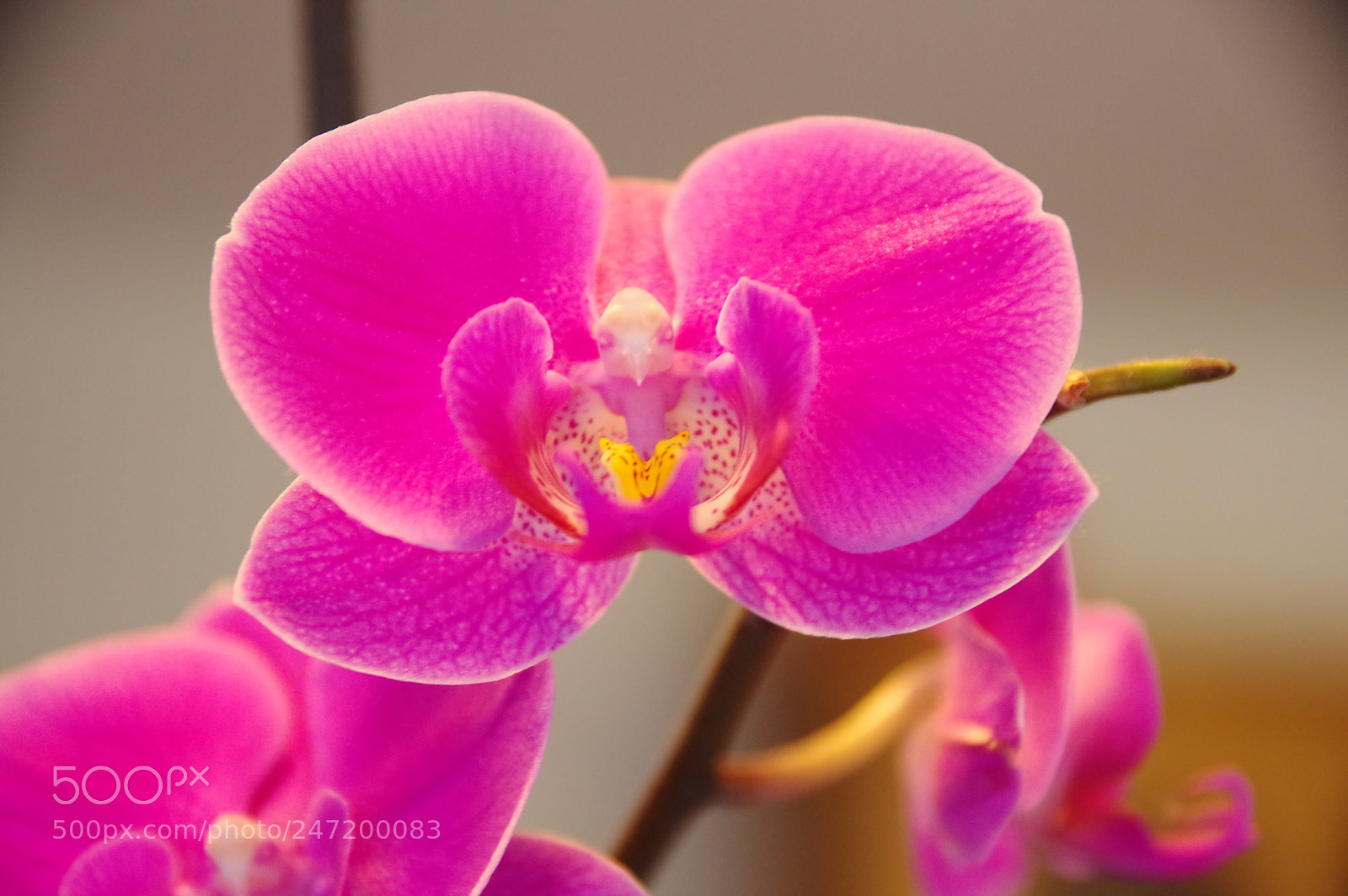 Pentax K-3 sample photo. Orchidée  2 photography