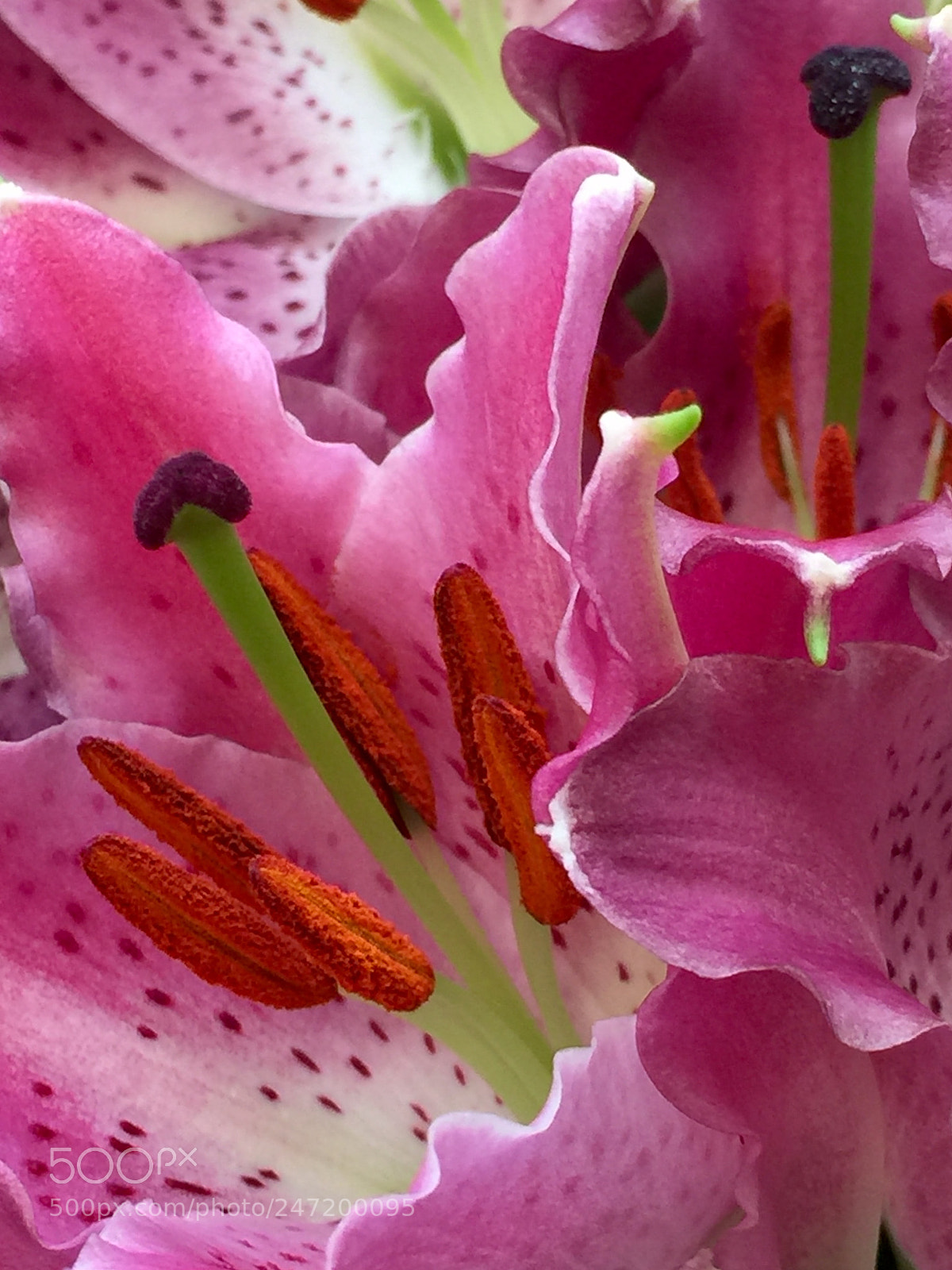 Apple iPhone 6 Plus sample photo. Green style, pink frills photography