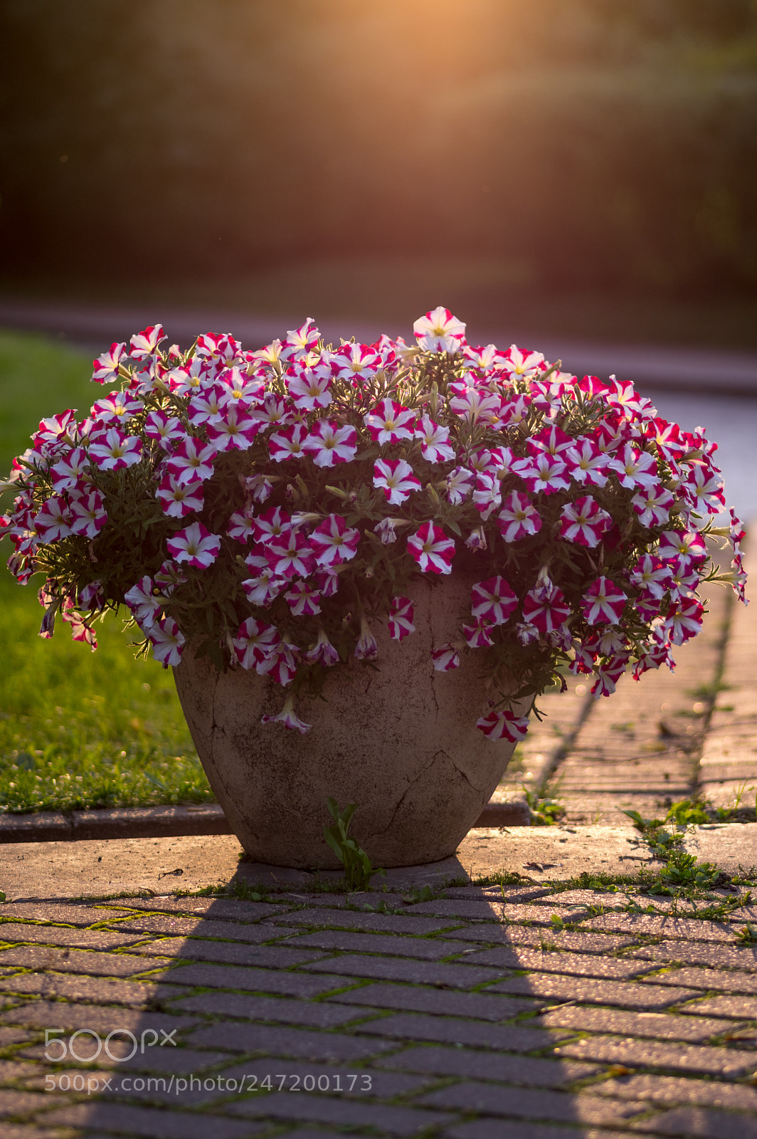 Pentax K-3 sample photo. Vase with flowers photography