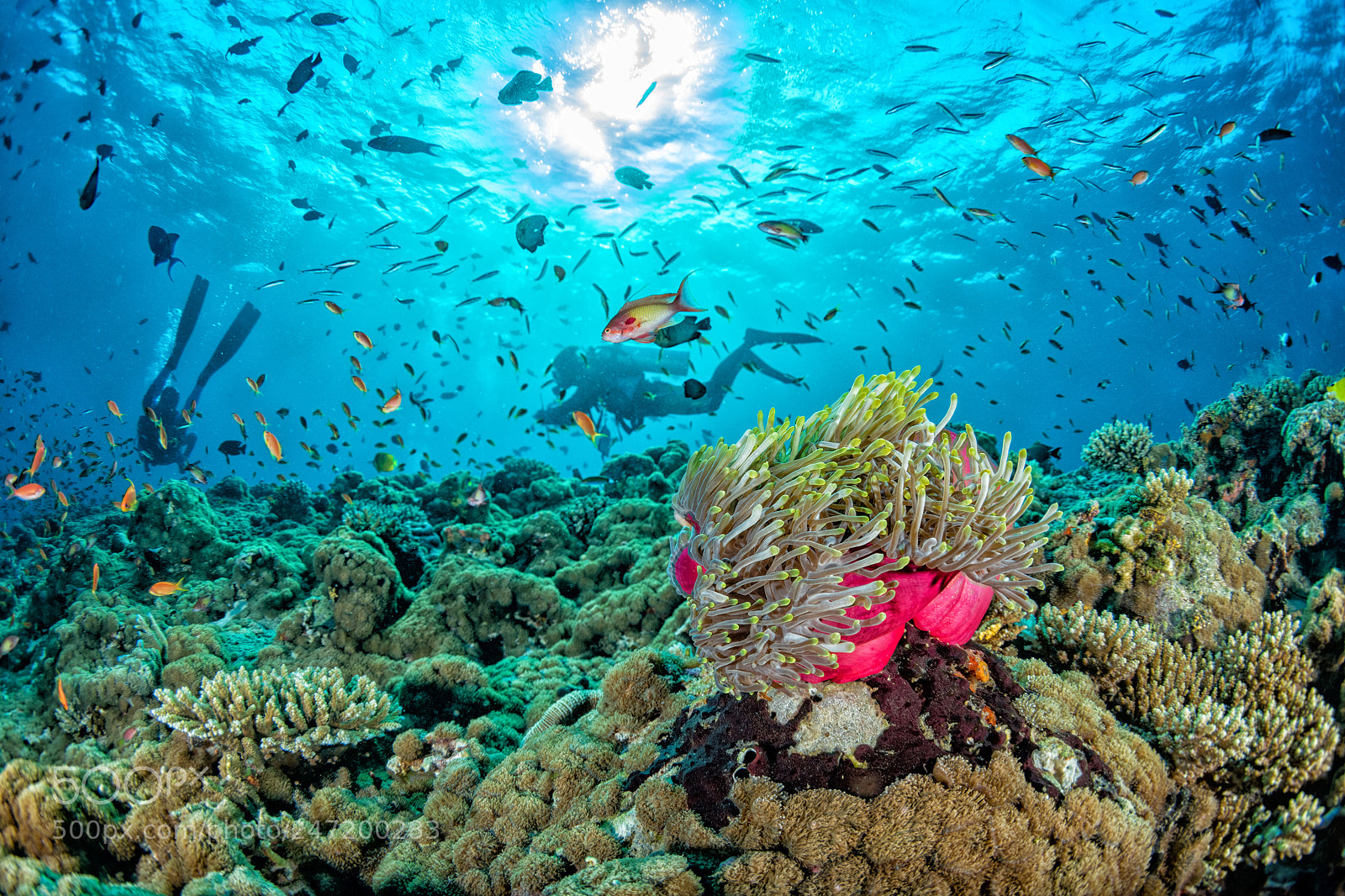 Nikon D810 sample photo. Enchanted underwater realms photography