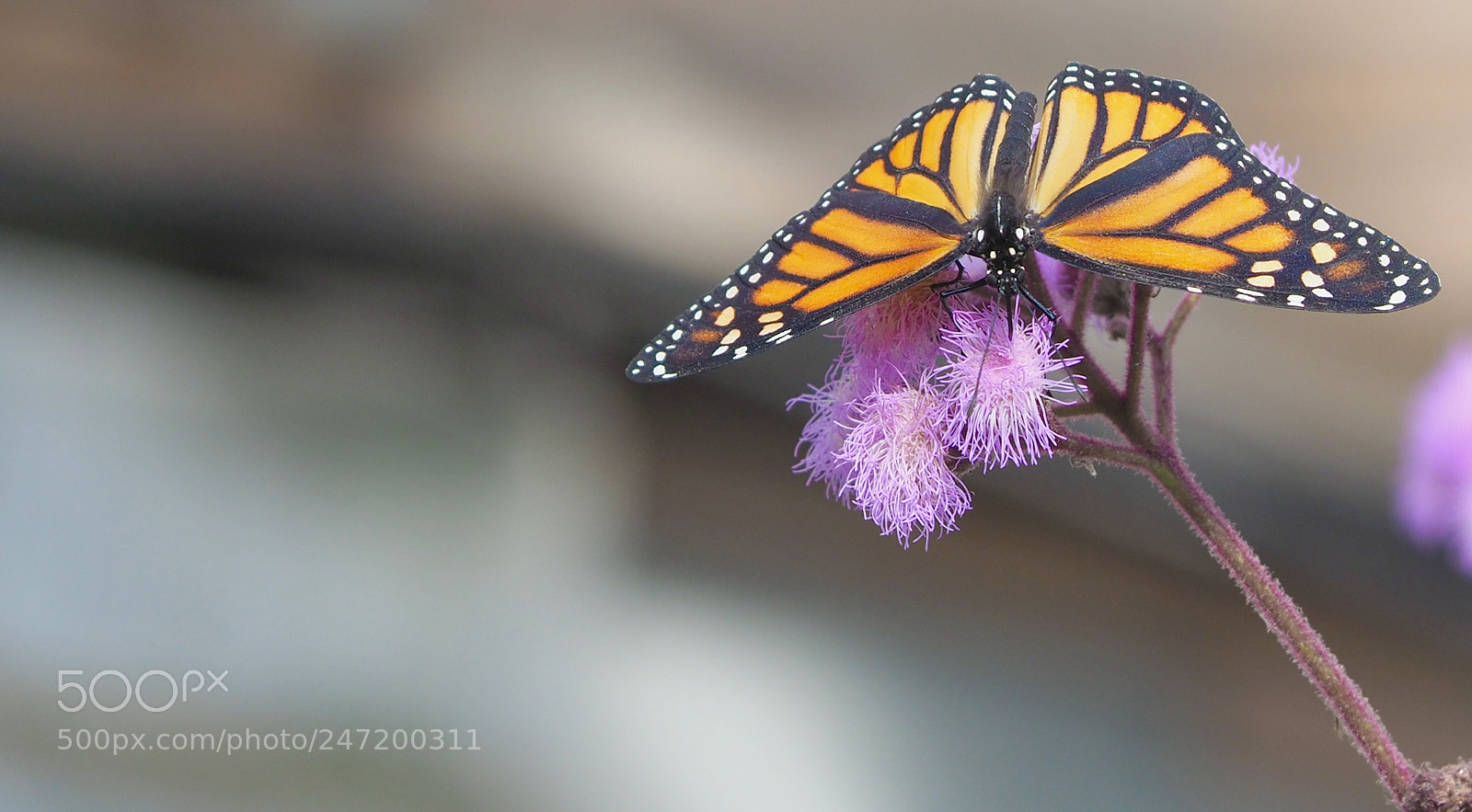 Olympus OM-D E-M1 Mark II sample photo. Orange & purple photography