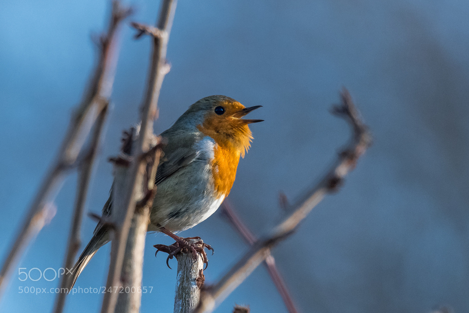 Nikon D850 sample photo. Bearded robin! photography