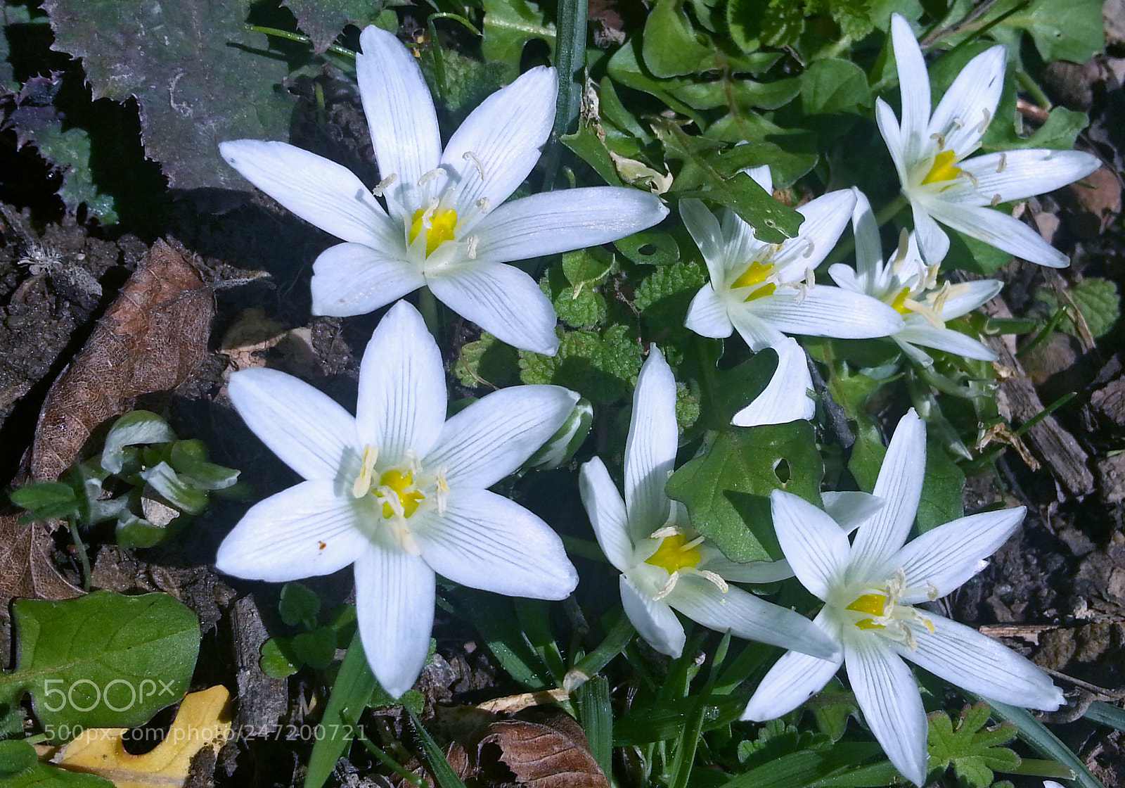 Samsung Galaxy Note2 sample photo. Flower photography