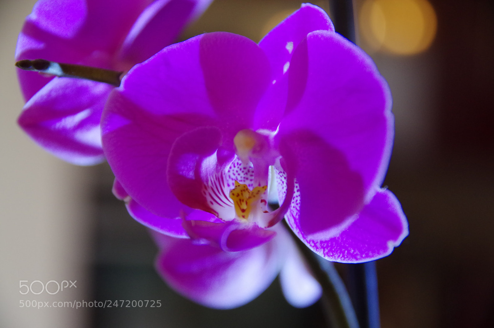 Pentax K-3 sample photo. Orchidée  3 photography