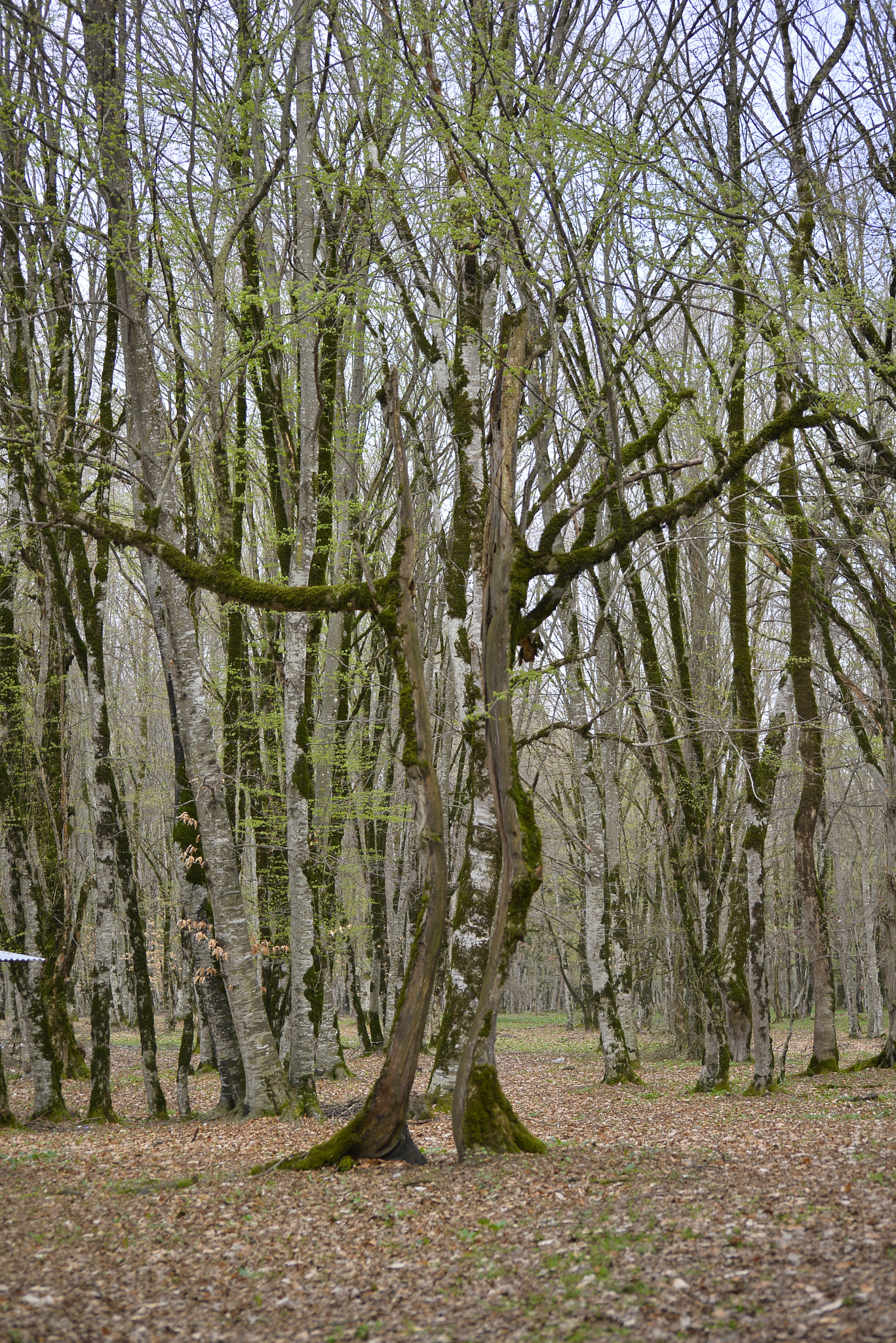 Nikon D610 sample photo