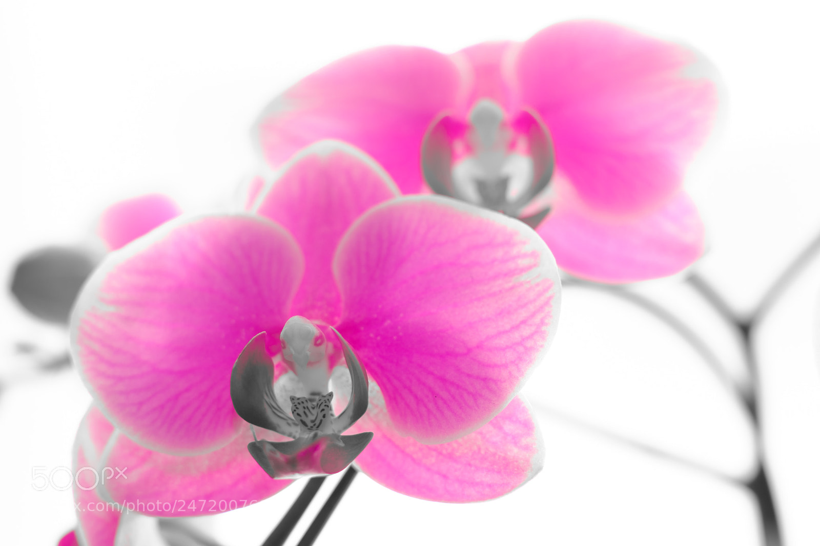 Fujifilm X-T2 sample photo. Pink orchid photography