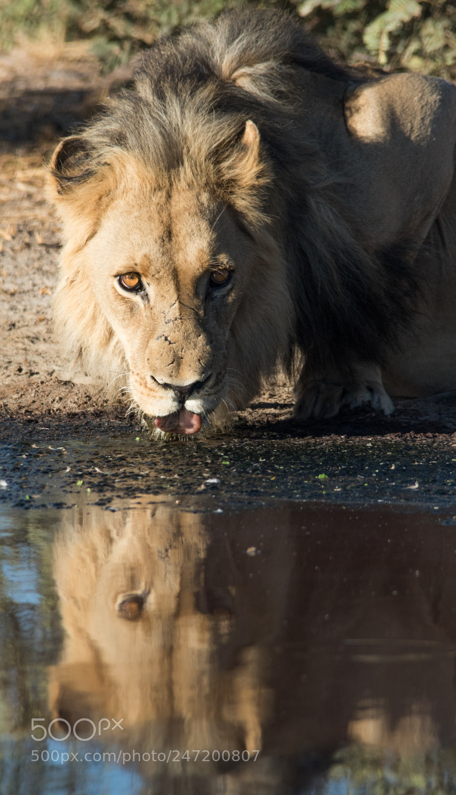 Canon EOS 7D Mark II sample photo. Lion mirror photography