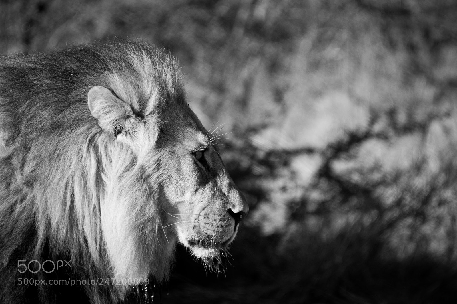 Canon EOS 7D Mark II sample photo. King's profile photography