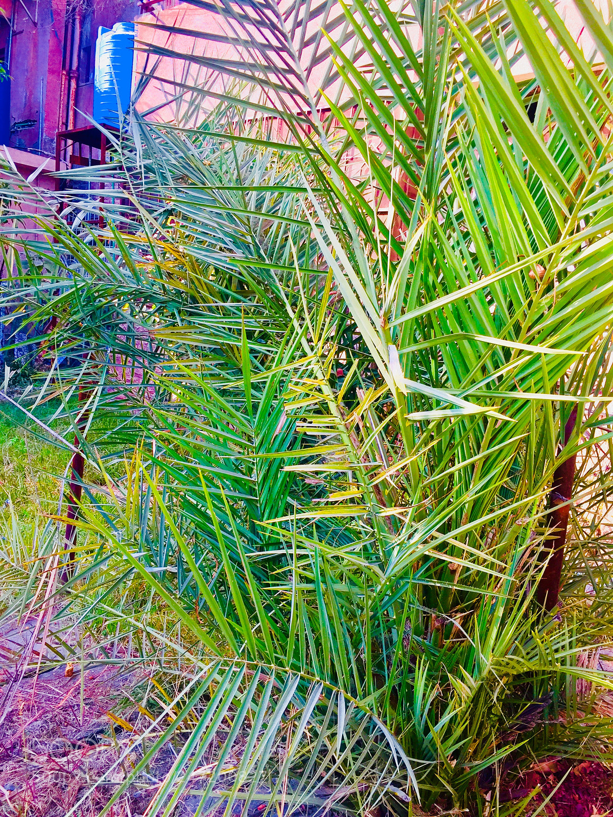 Apple iPhone 6 sample photo. Untitled photography