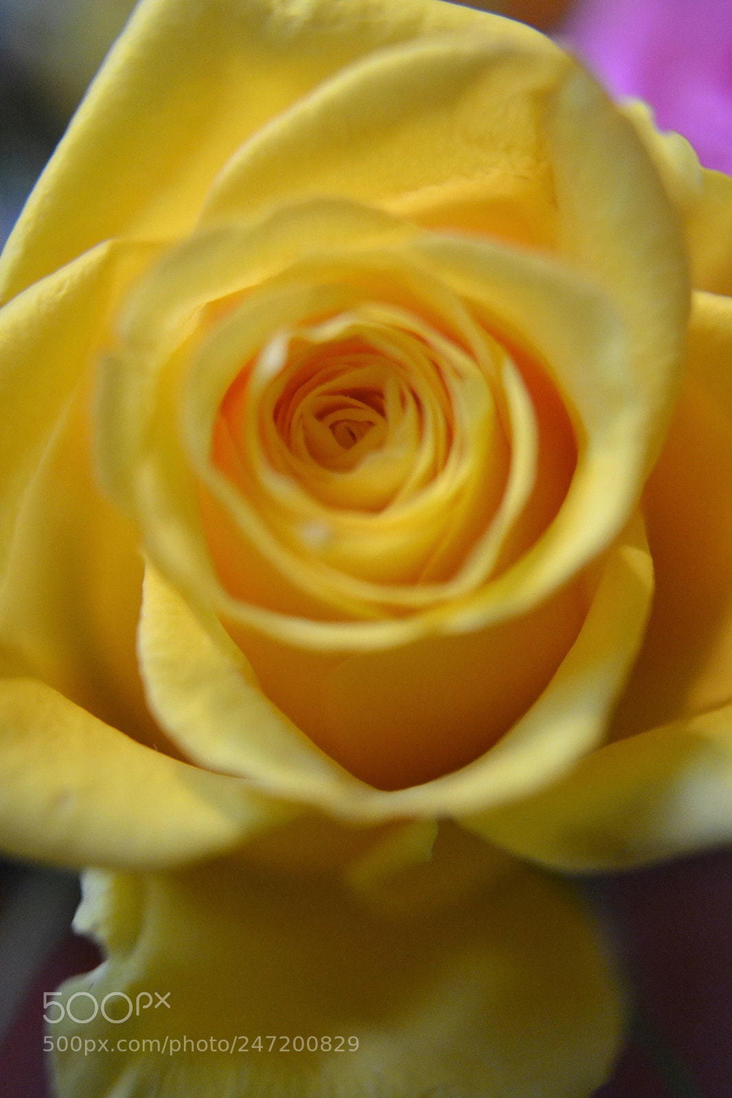 Nikon D3100 sample photo. Yellow photography