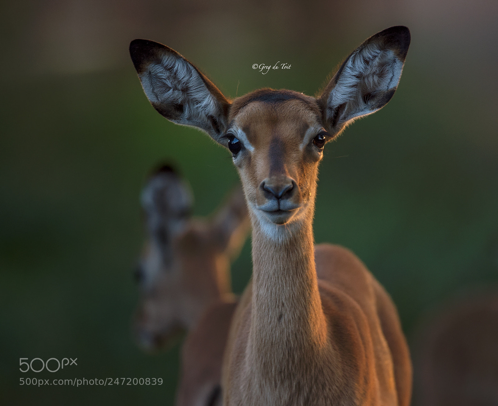 Nikon D4S sample photo. Impala lamb 1,2,3 photography