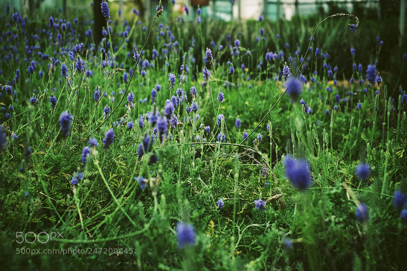 Fujifilm X-Pro1 sample photo. Lavender photography