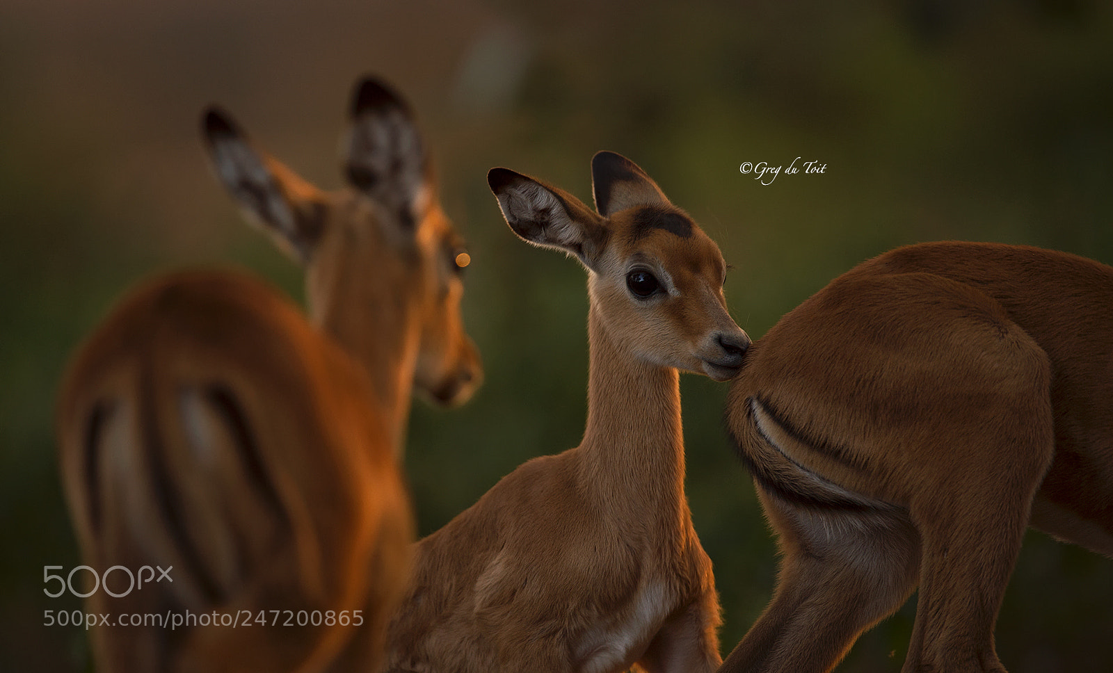 Nikon D4S sample photo. Impala lamb 1,2,3 photography