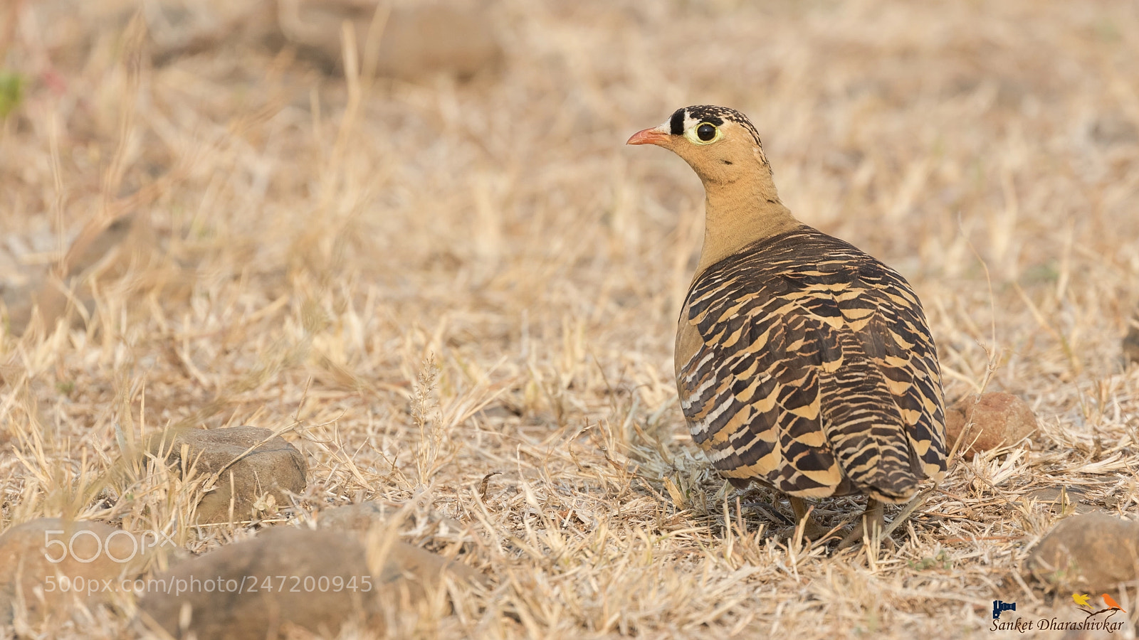 Canon EOS 7D Mark II sample photo. Painted sandgrouse..!! photography
