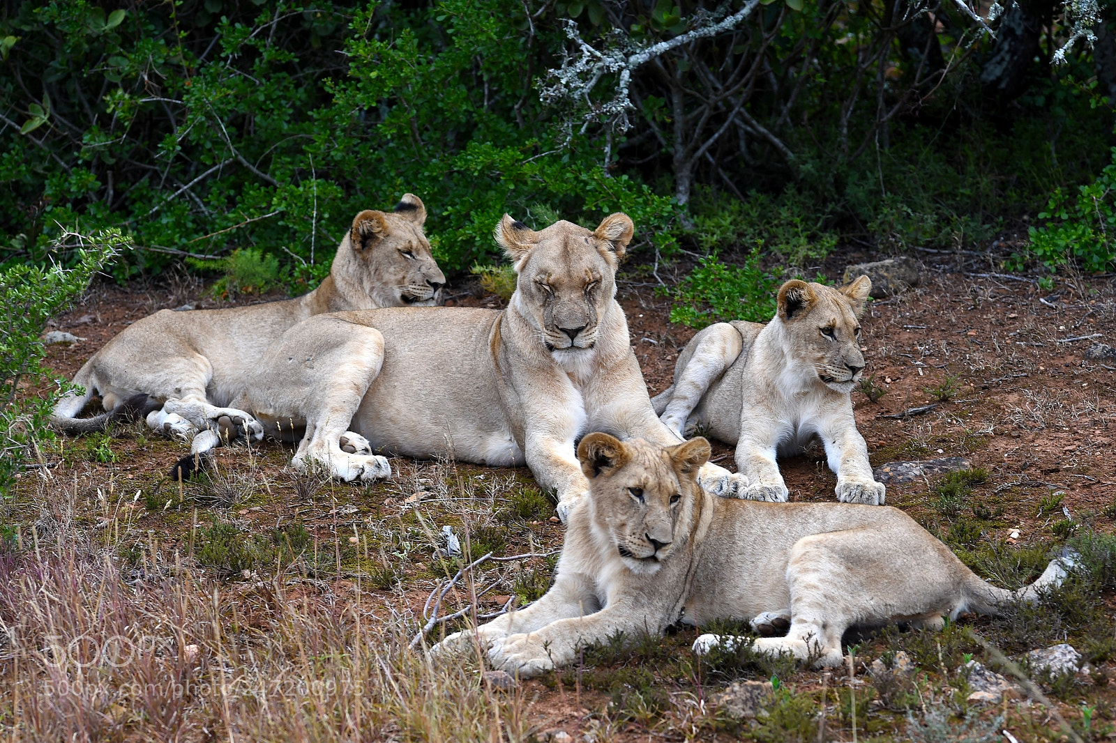 Nikon D4S sample photo. Pride of africa photography