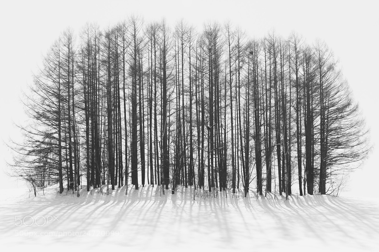 Canon EOS 550D (EOS Rebel T2i / EOS Kiss X4) sample photo. One scene of winter photography