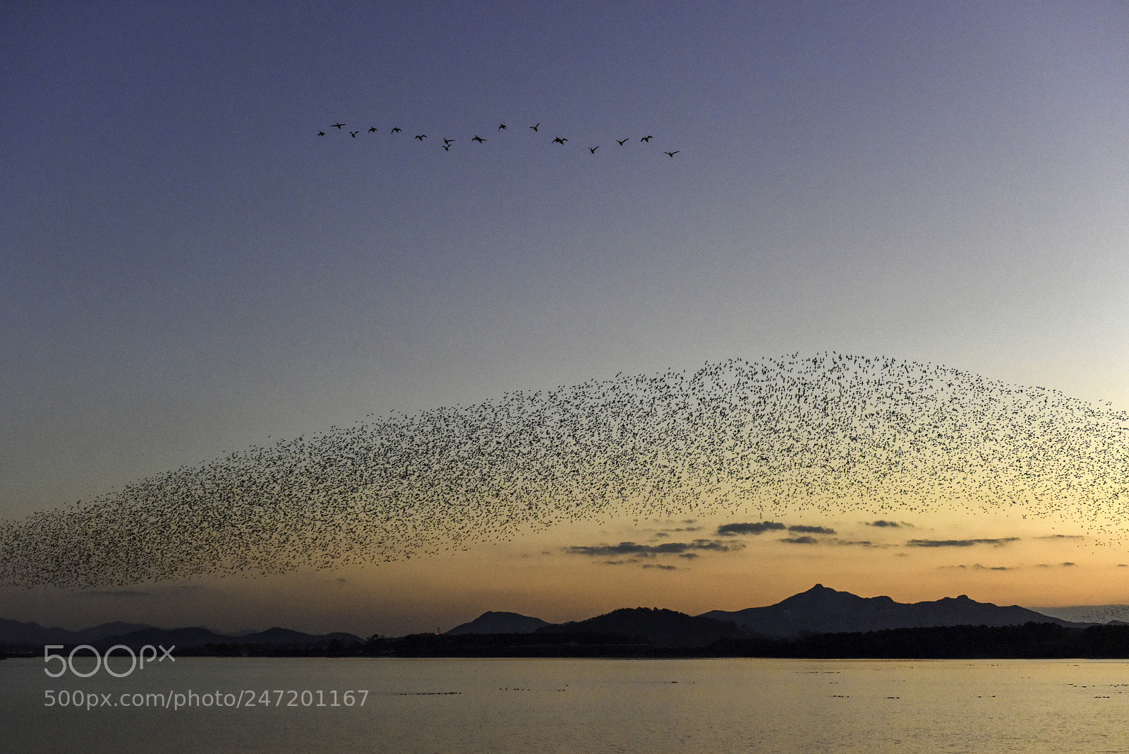 Nikon D810 sample photo. Birds fly photography