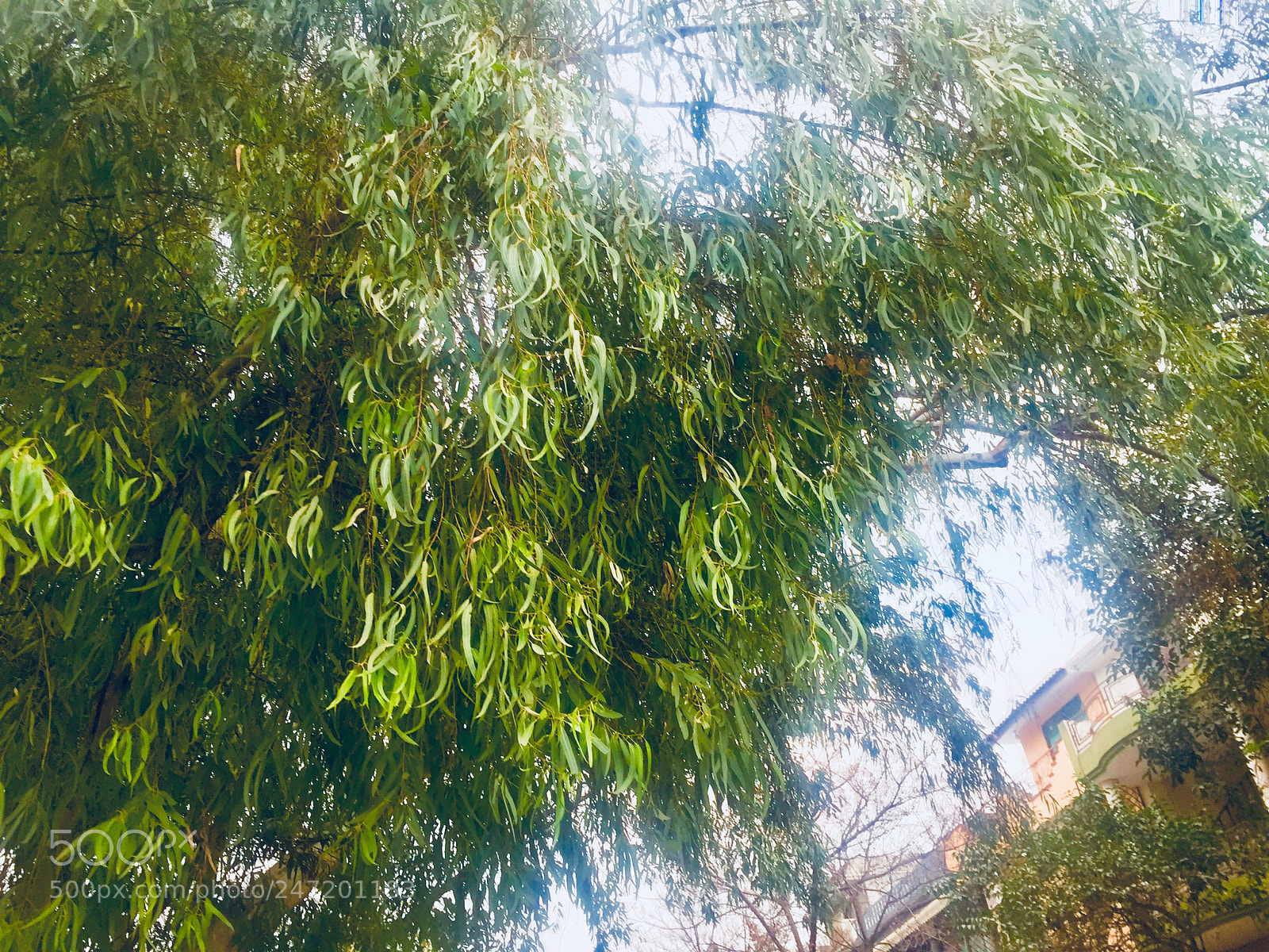 Apple iPhone 6 sample photo. Untitled photography