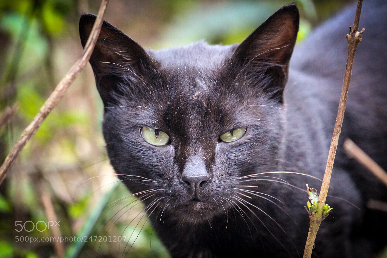 Canon EOS 700D (EOS Rebel T5i / EOS Kiss X7i) sample photo. Black cat photography