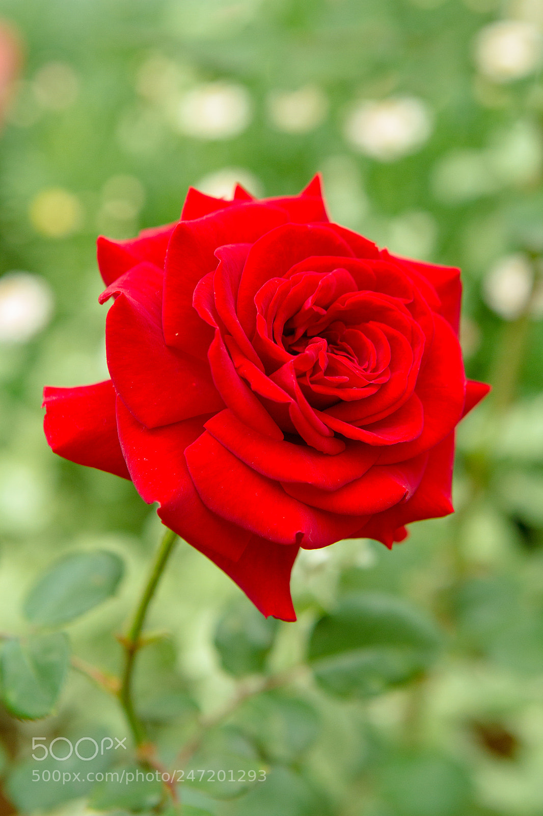 Canon EOS 7D sample photo. To the loved ones ? photography