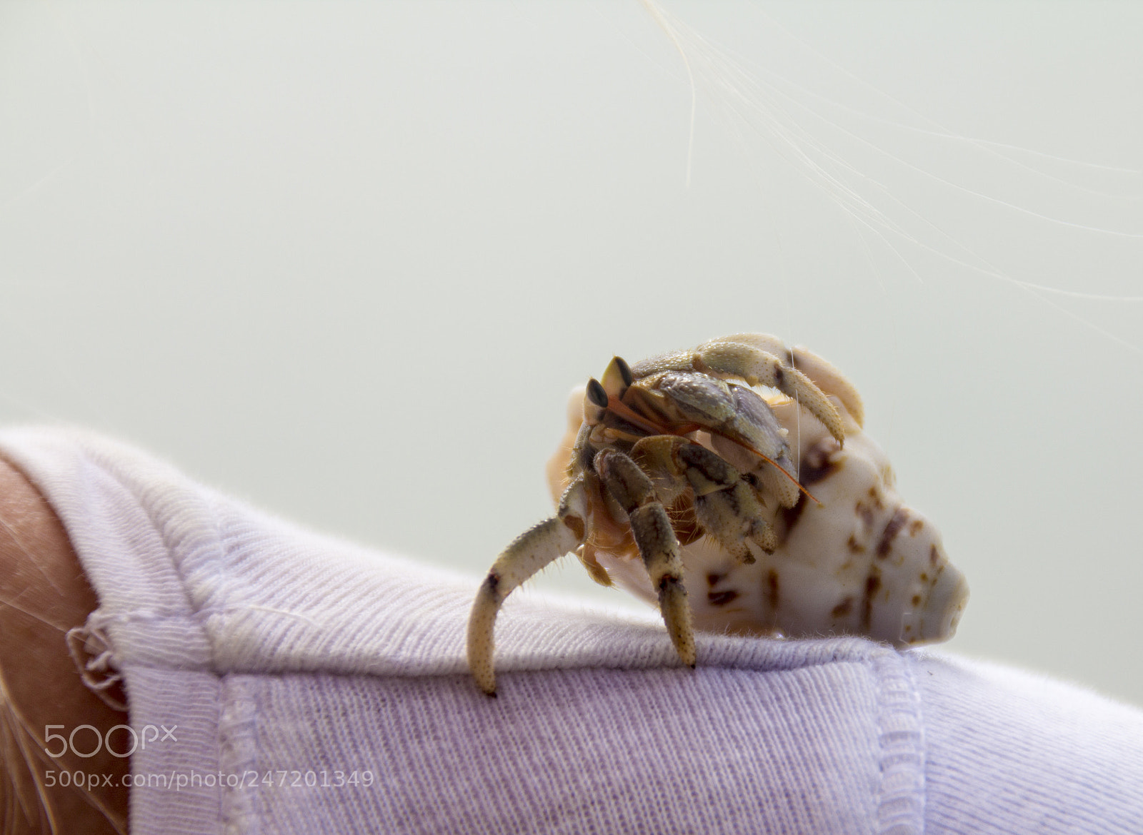 Canon EOS 60D sample photo. Hermi outside his shell photography