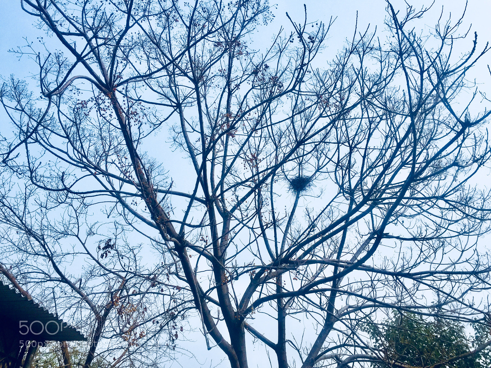 Apple iPhone 6 sample photo. Untitled photography
