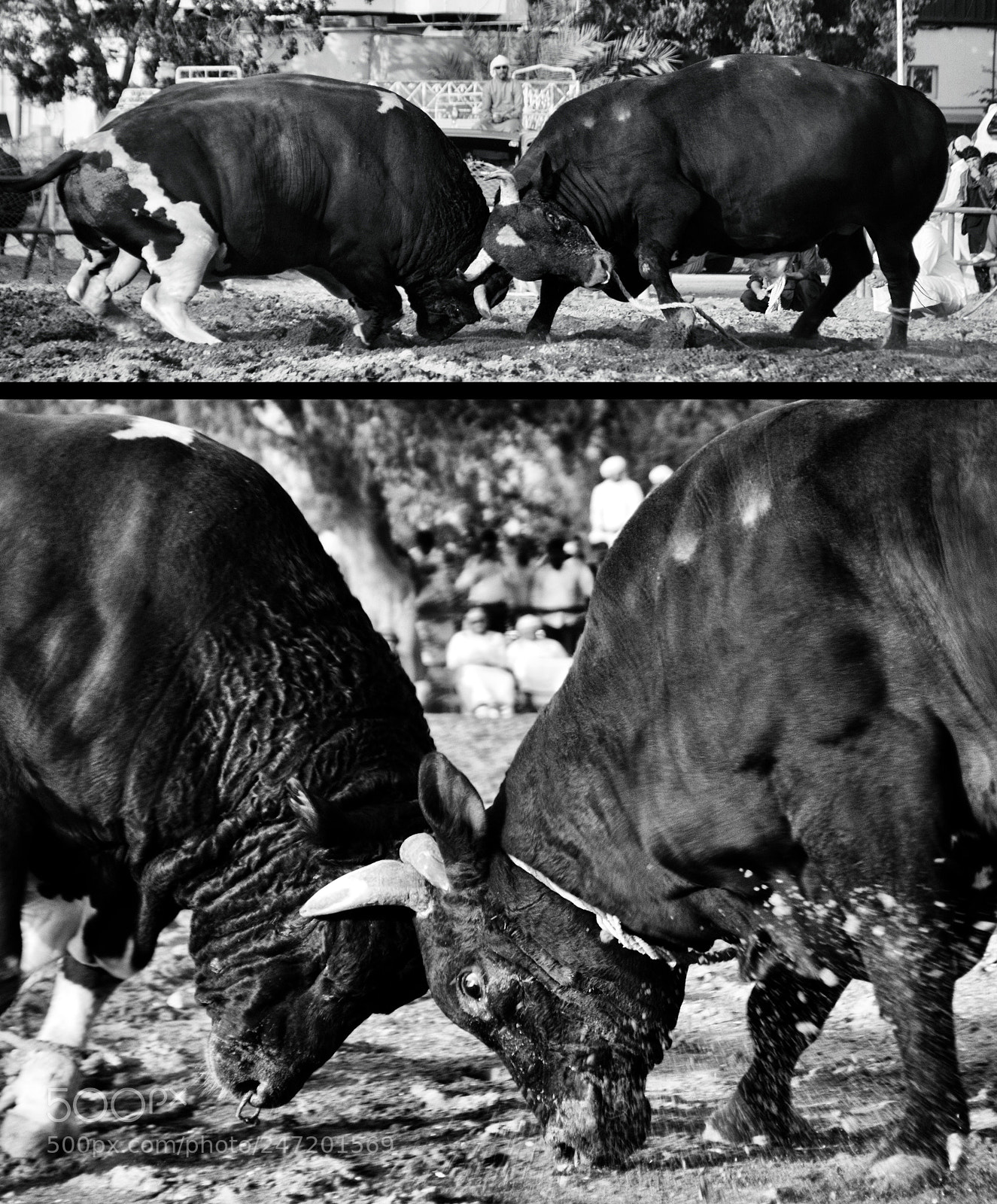 Nikon D3200 sample photo. Head to head, fujairah photography