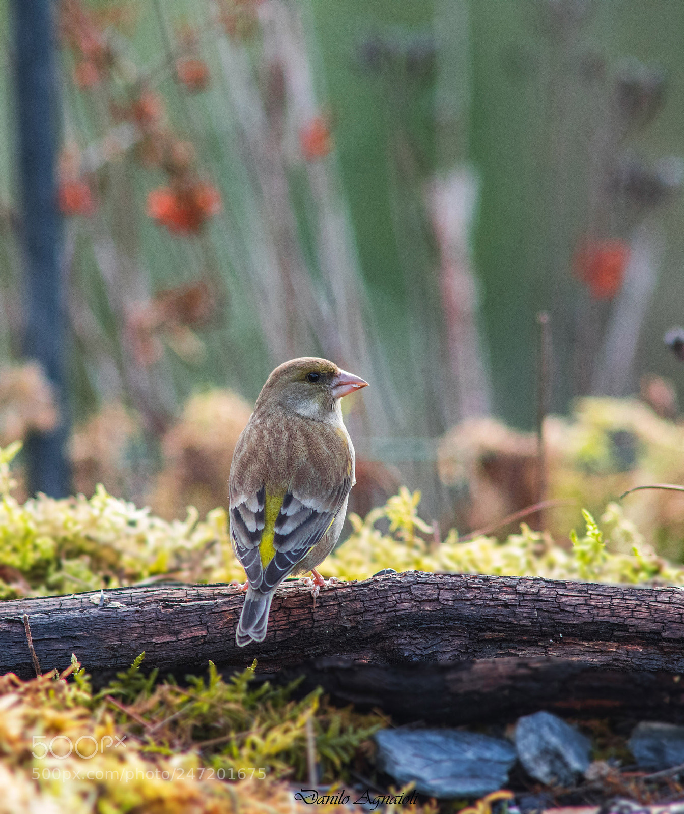 Canon EOS 7D Mark II sample photo. I magnifici colori del photography