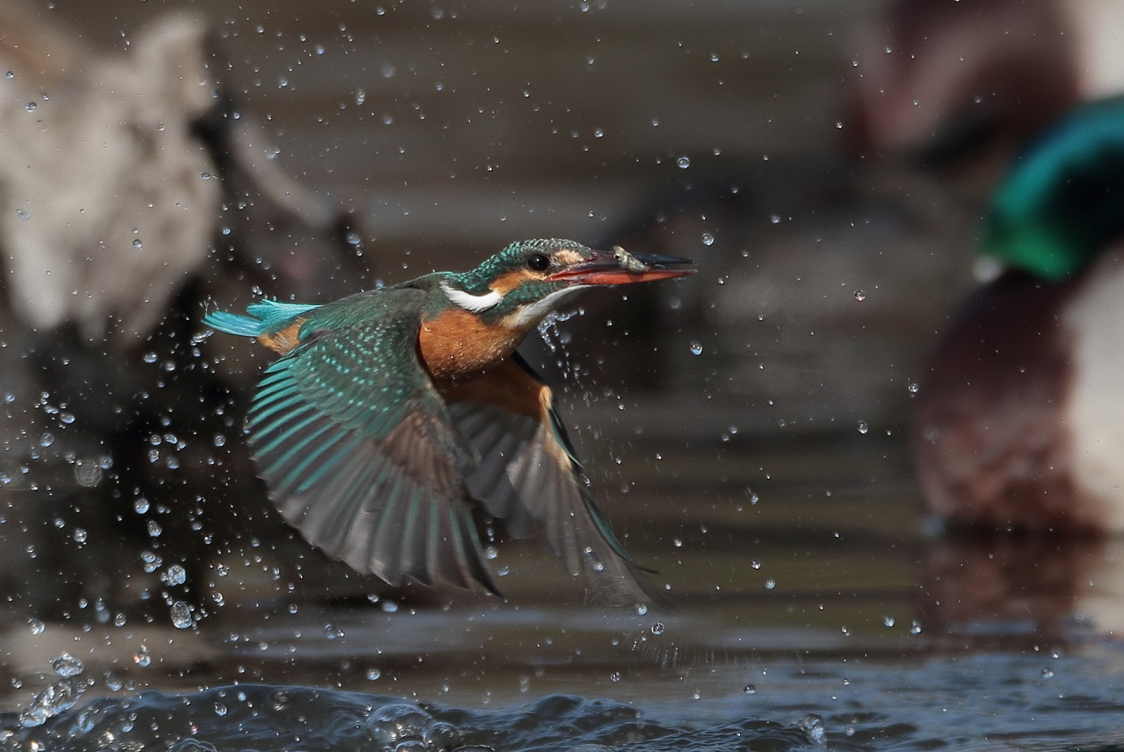 Canon EOS 7D Mark II + Canon EF 500mm F4L IS USM sample photo. Breakfast get photography