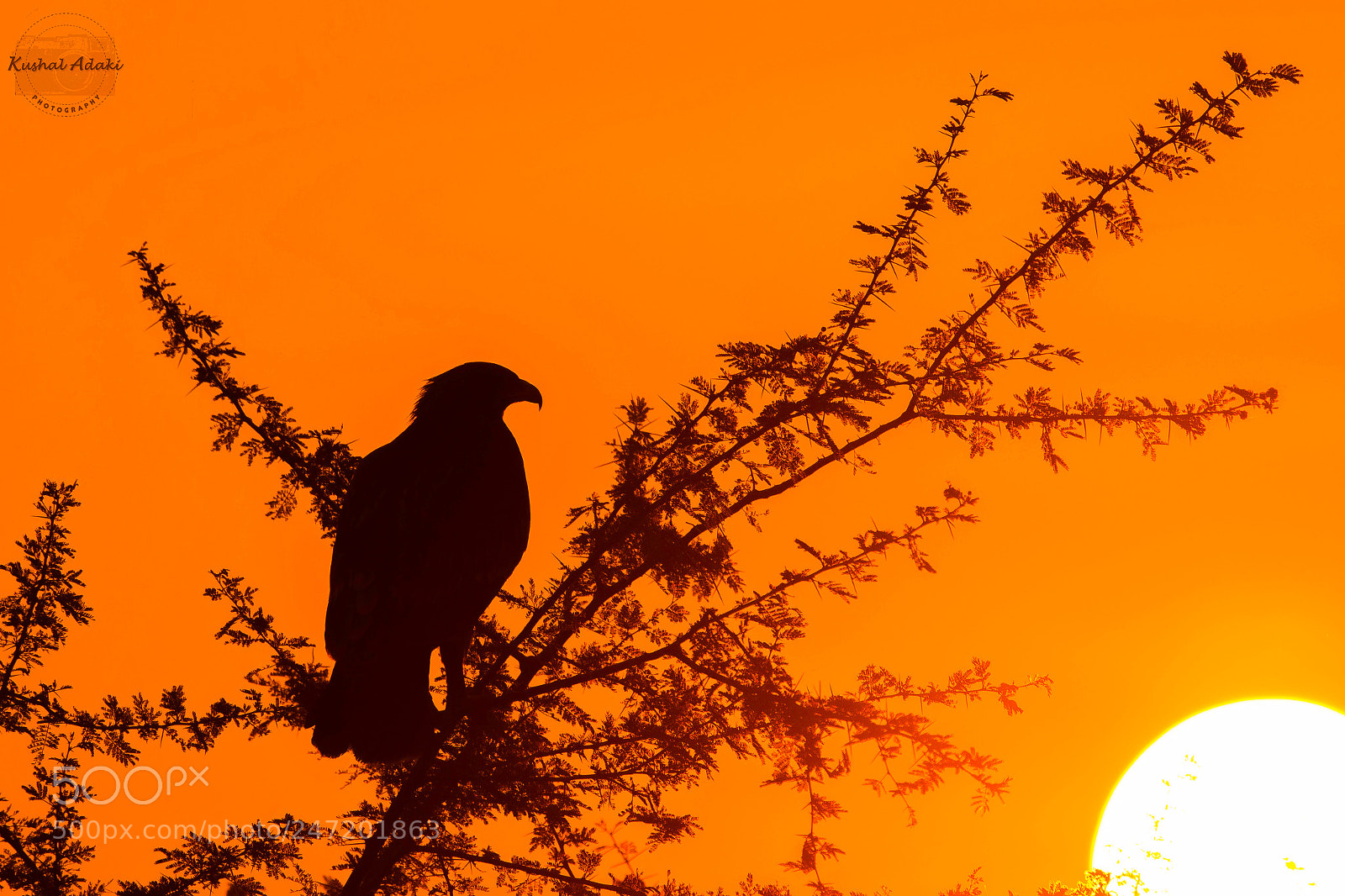 Nikon D7200 sample photo. Greater spotted eagle (silloutte) photography