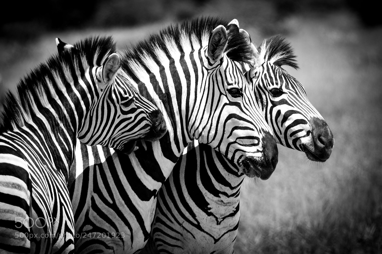 Canon EOS 7D Mark II sample photo. Zebra x 3 photography