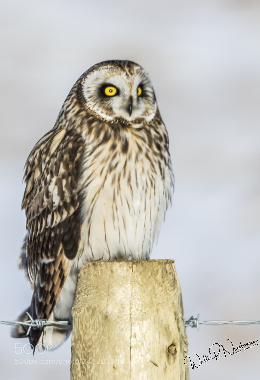 Canon EOS 7D Mark II sample photo. Short eared owl photography