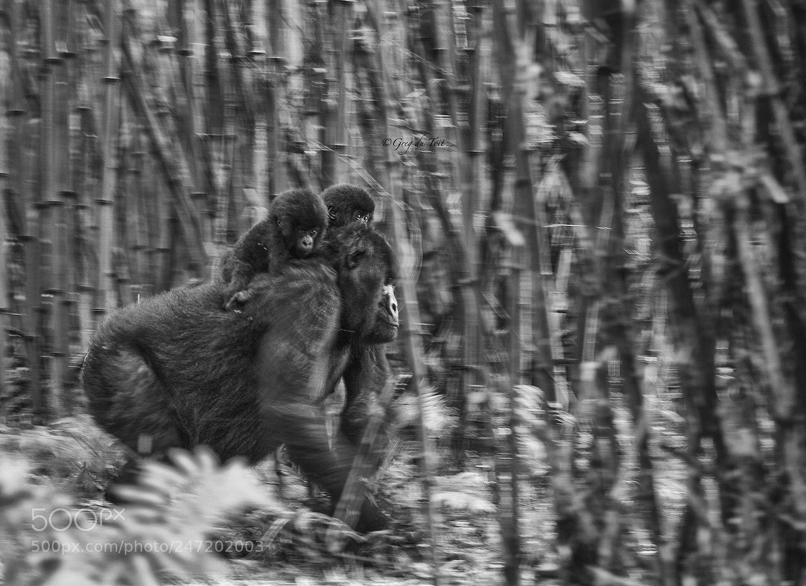 Nikon D3S sample photo. Gorilla twins photography