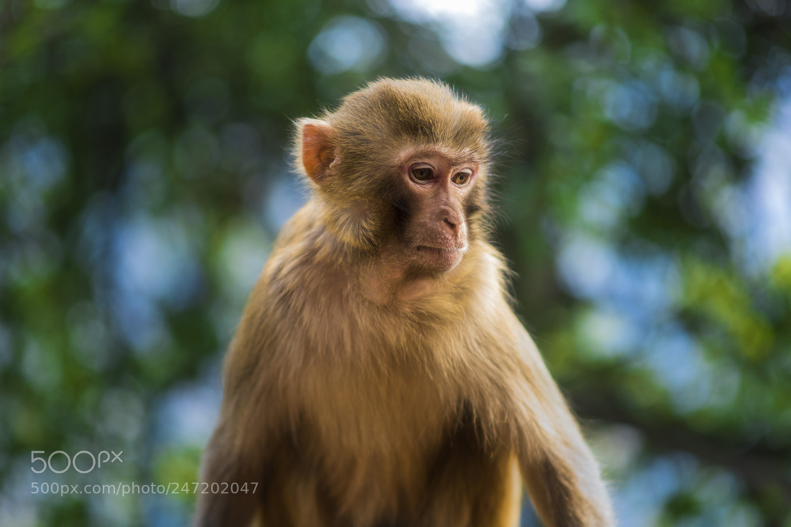 Nikon D850 sample photo. The monkey photography