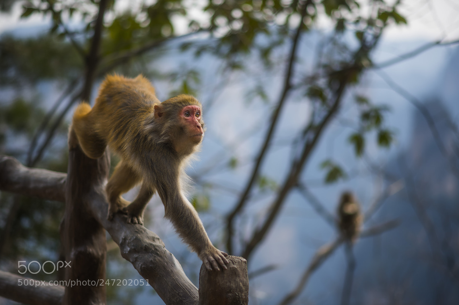 Nikon D850 sample photo. The monkey photography