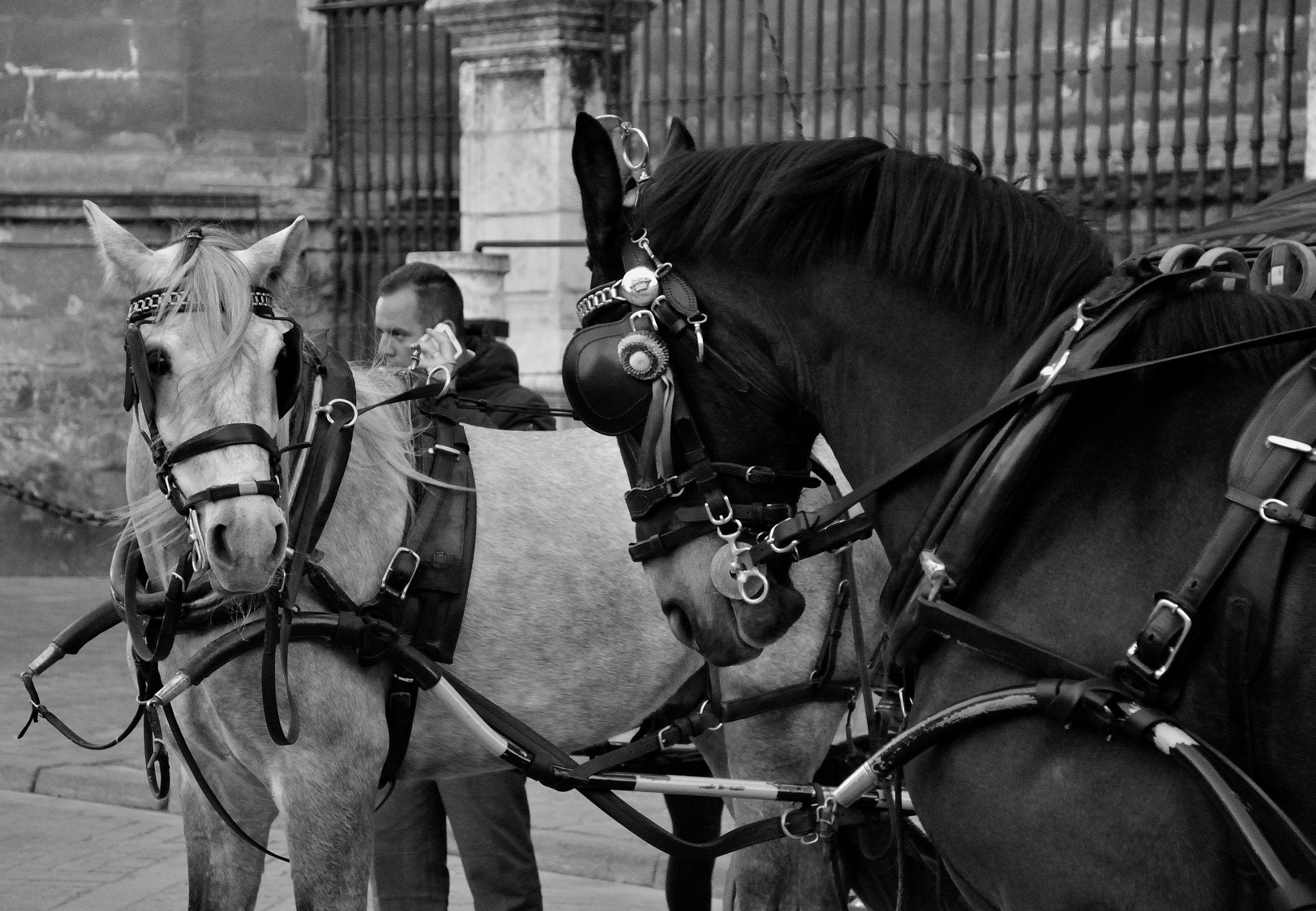 Sigma 18-125mm F3.8-5.6 DC HSM sample photo. Horses photography