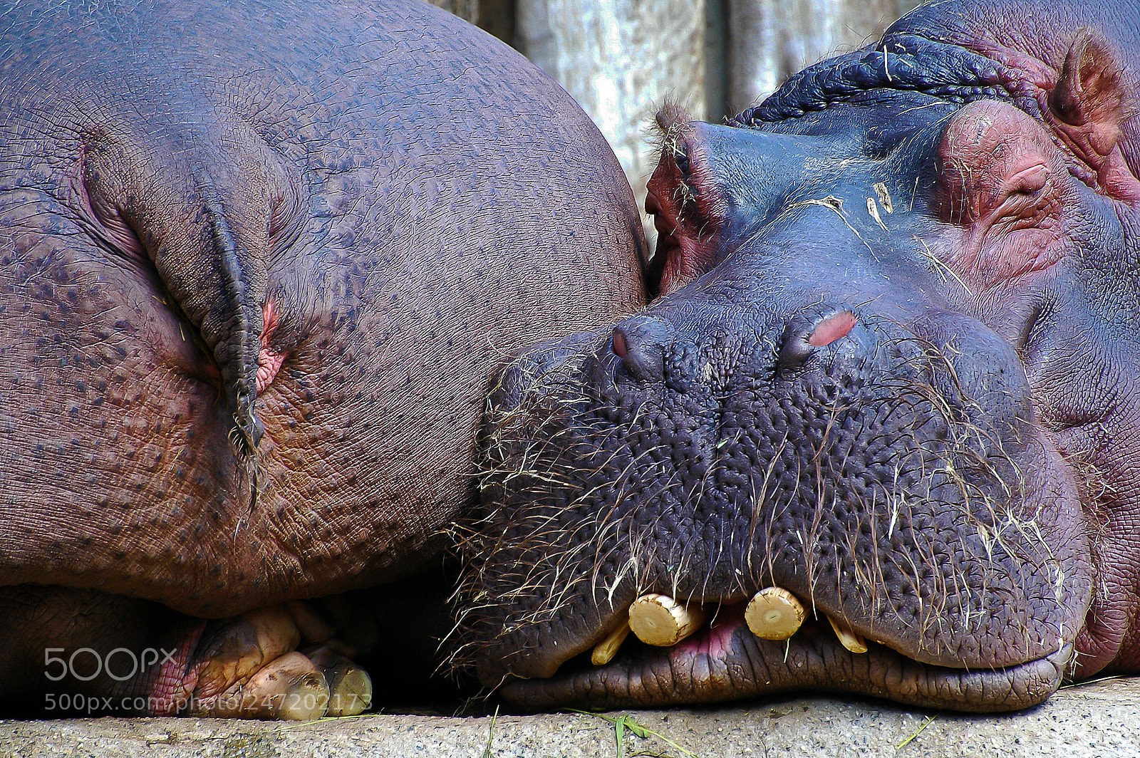 Nikon D70 sample photo. Hippo photography