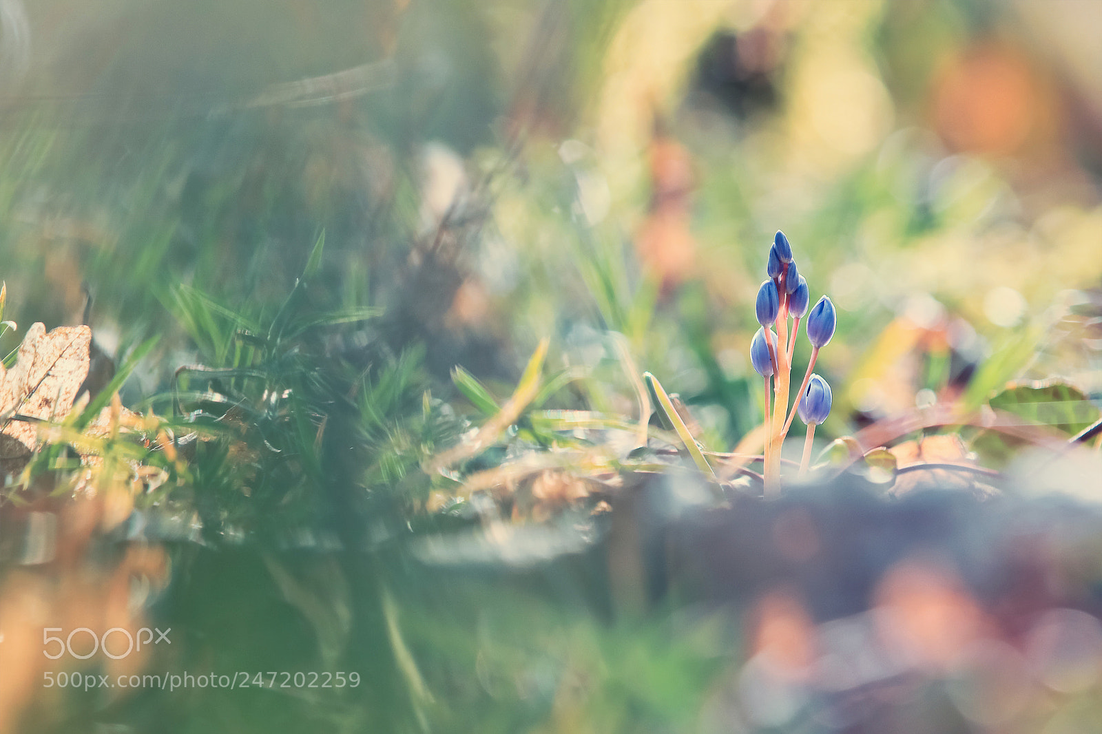 Canon EOS 80D sample photo. Spring birth photography