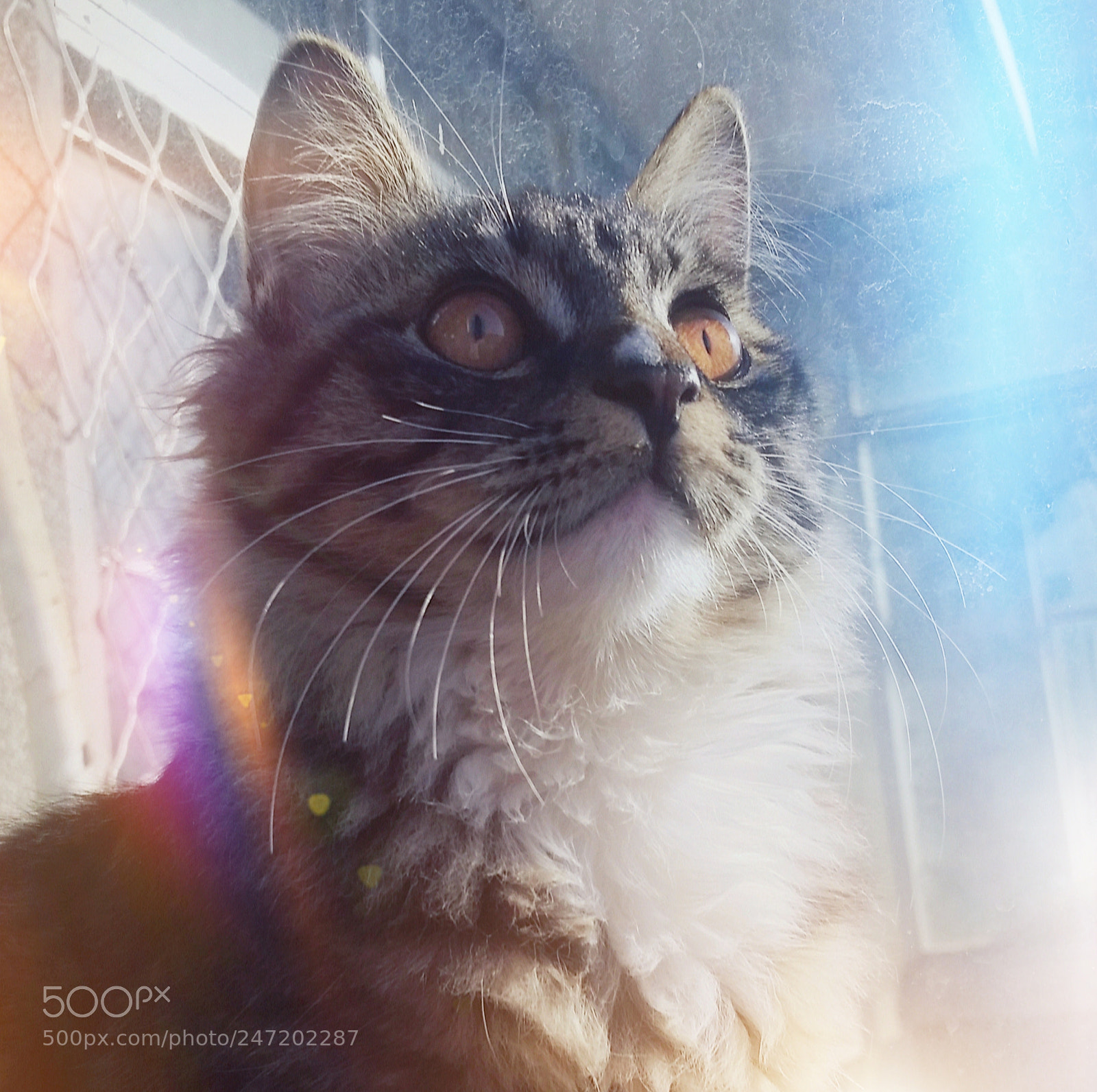 Samsung Galaxy S5 sample photo. Search for cat star photography