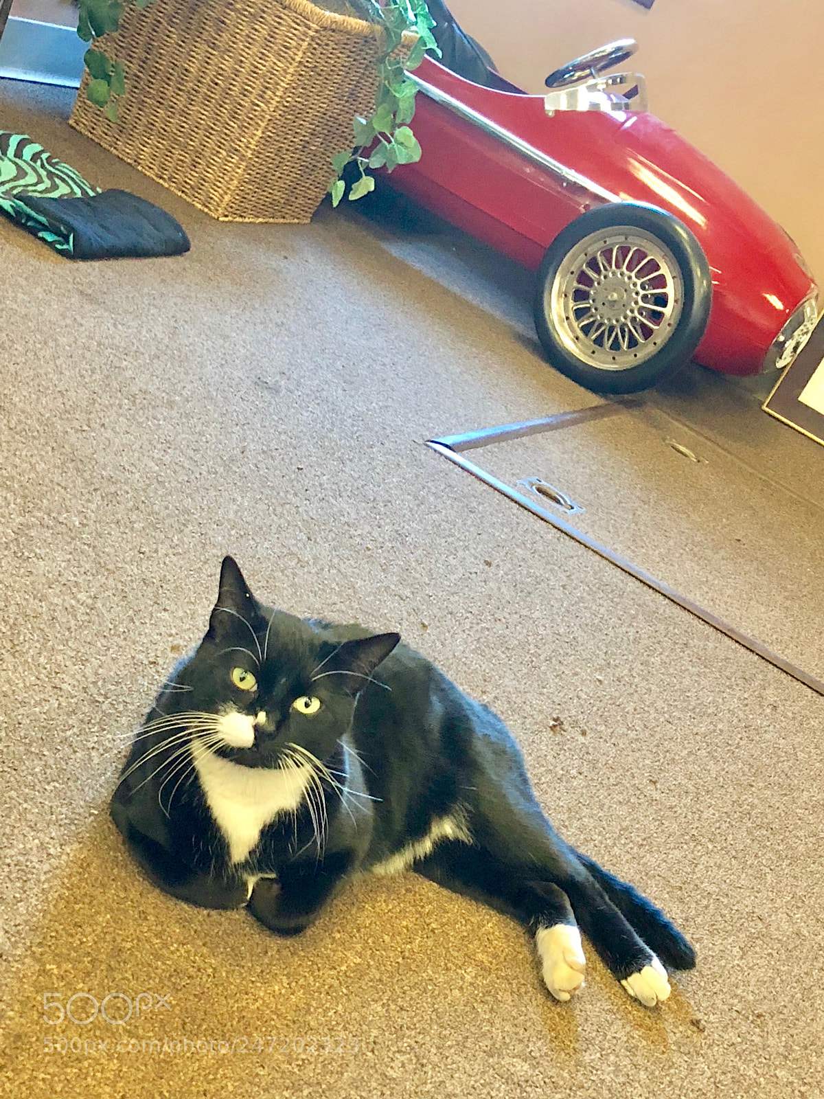 Apple iPhone 8 Plus sample photo. Tuxedo cat photography