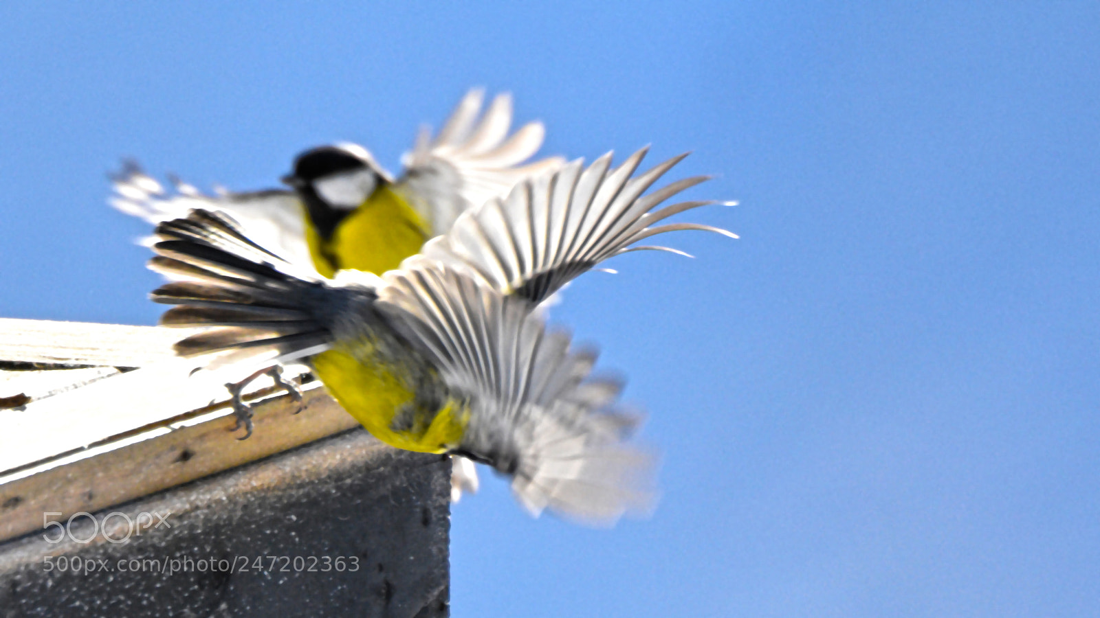 Nikon D7200 sample photo. Birds photography