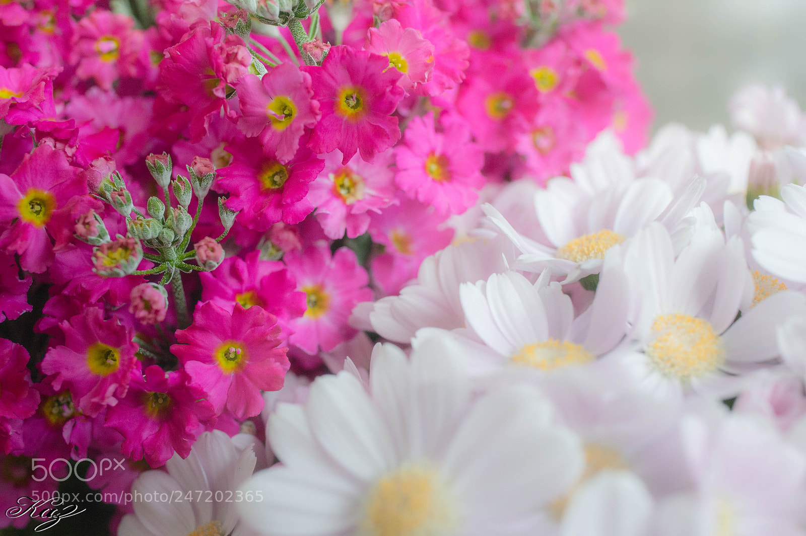 Nikon D4S sample photo. Flower photography