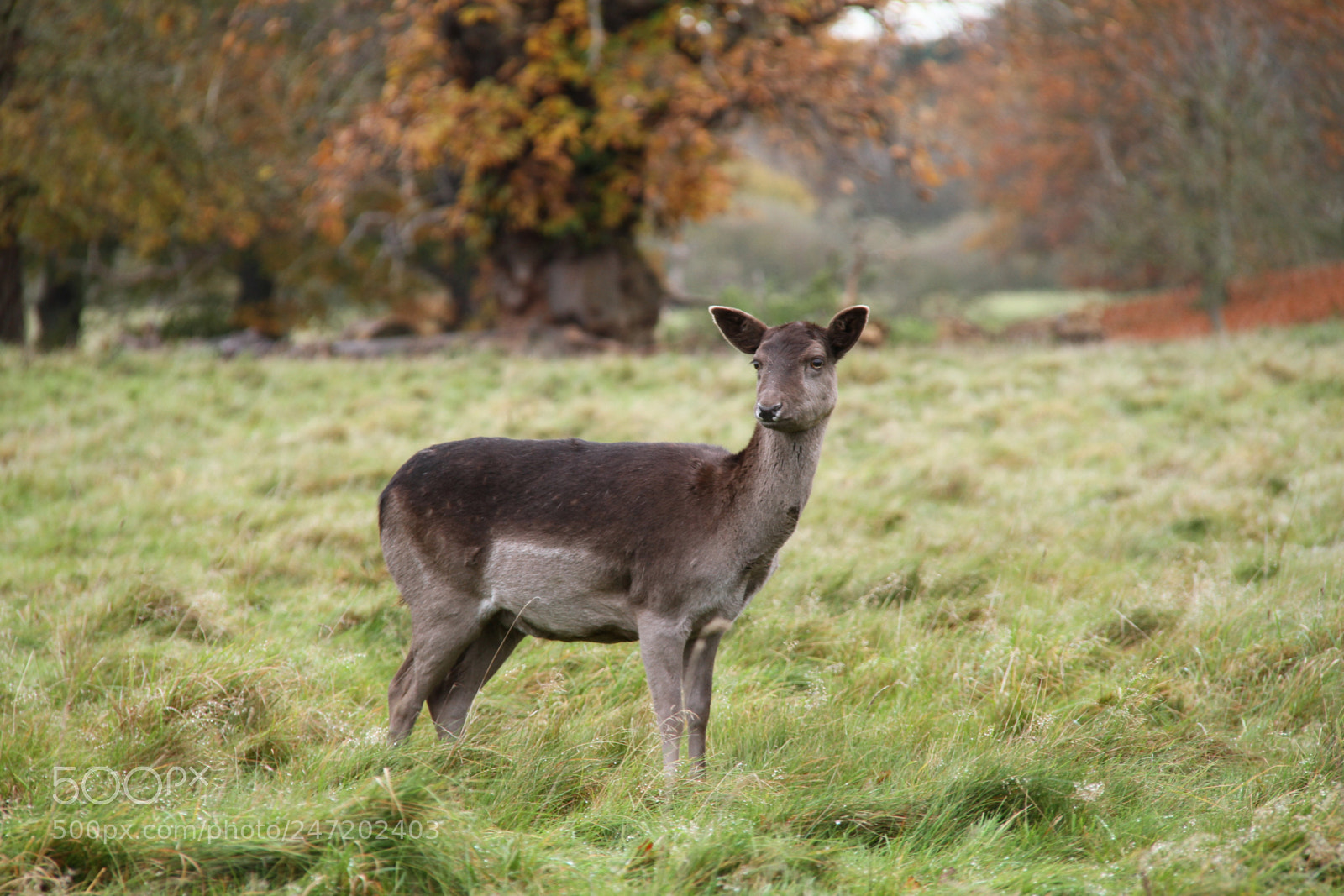 Canon EOS 7D sample photo. Charlecote beauty photography