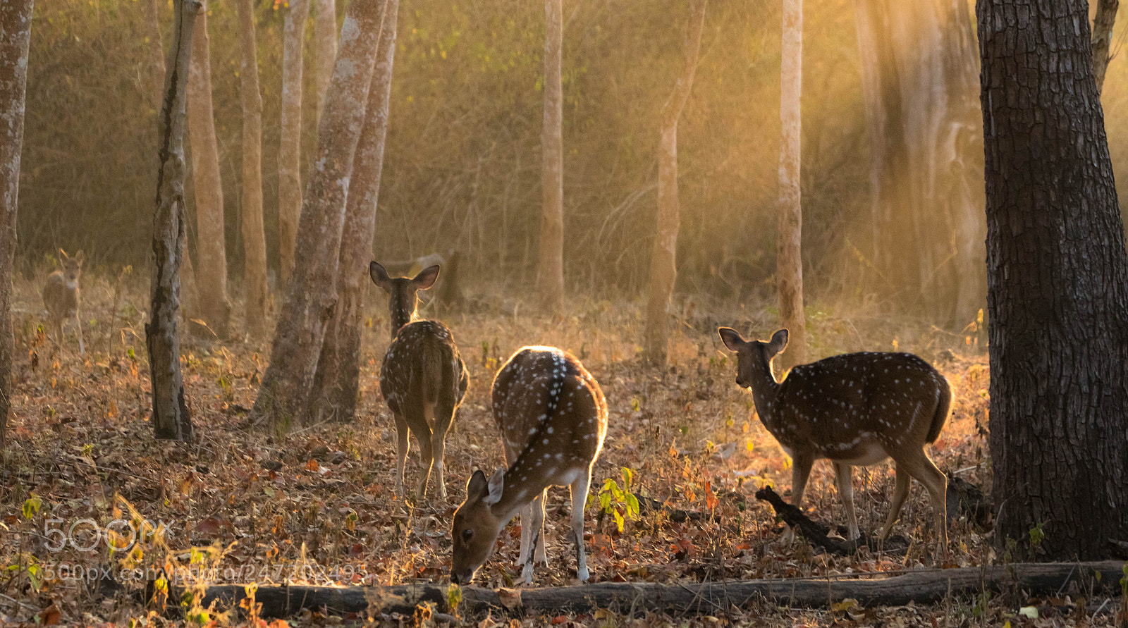 Canon EOS 7D Mark II sample photo. Morning rays.... photography
