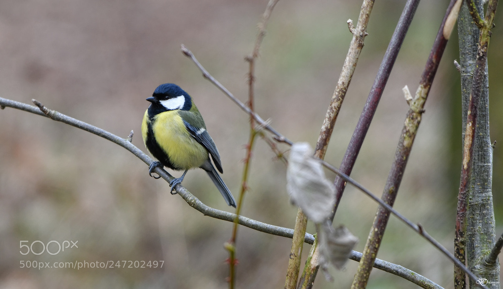 Nikon D500 sample photo. Great tit photography