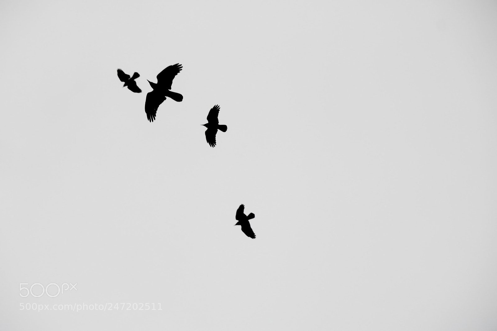 Canon EOS 760D (EOS Rebel T6s / EOS 8000D) sample photo. Birds photography