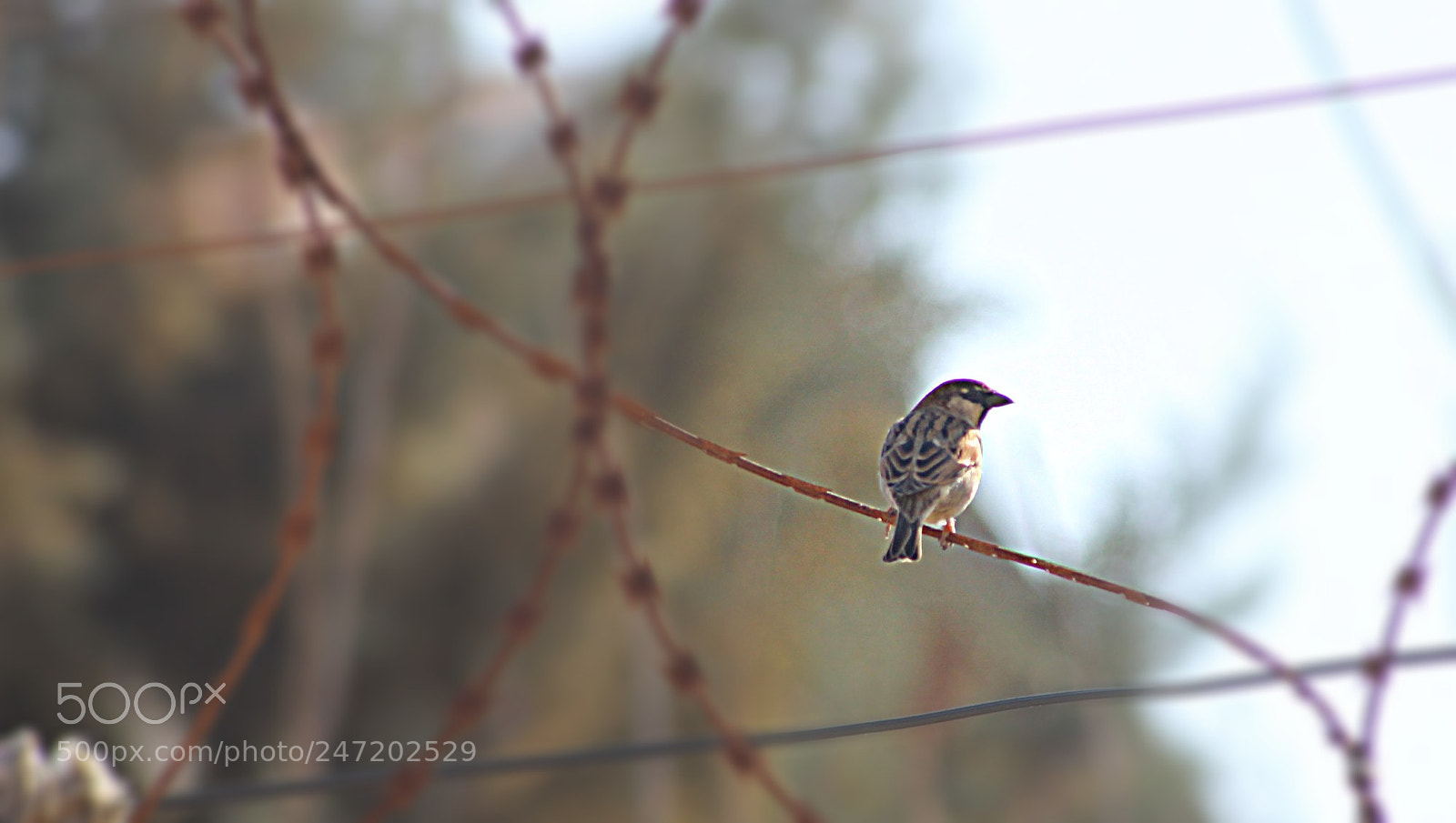 Canon EOS 1100D (EOS Rebel T3 / EOS Kiss X50) sample photo. A bird between the photography
