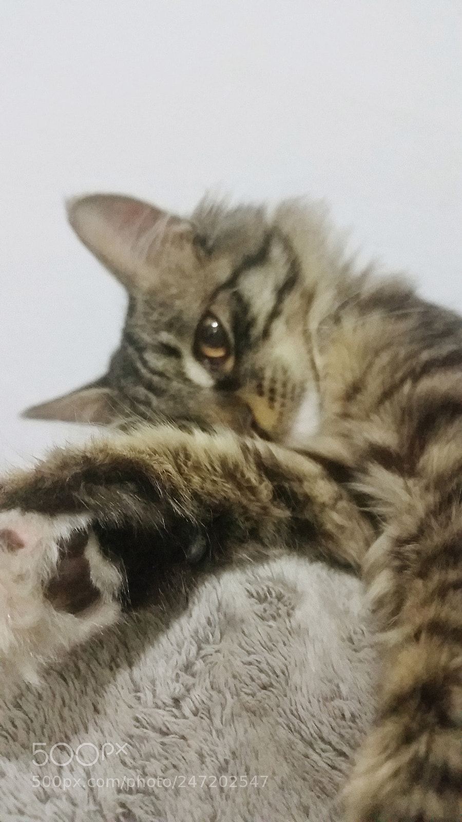 Samsung Galaxy S5 sample photo. Please … photography