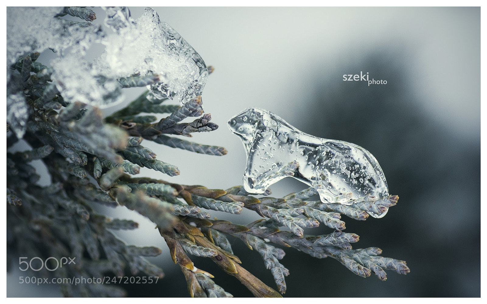 Pentax K-3 II sample photo. Ice bear photography