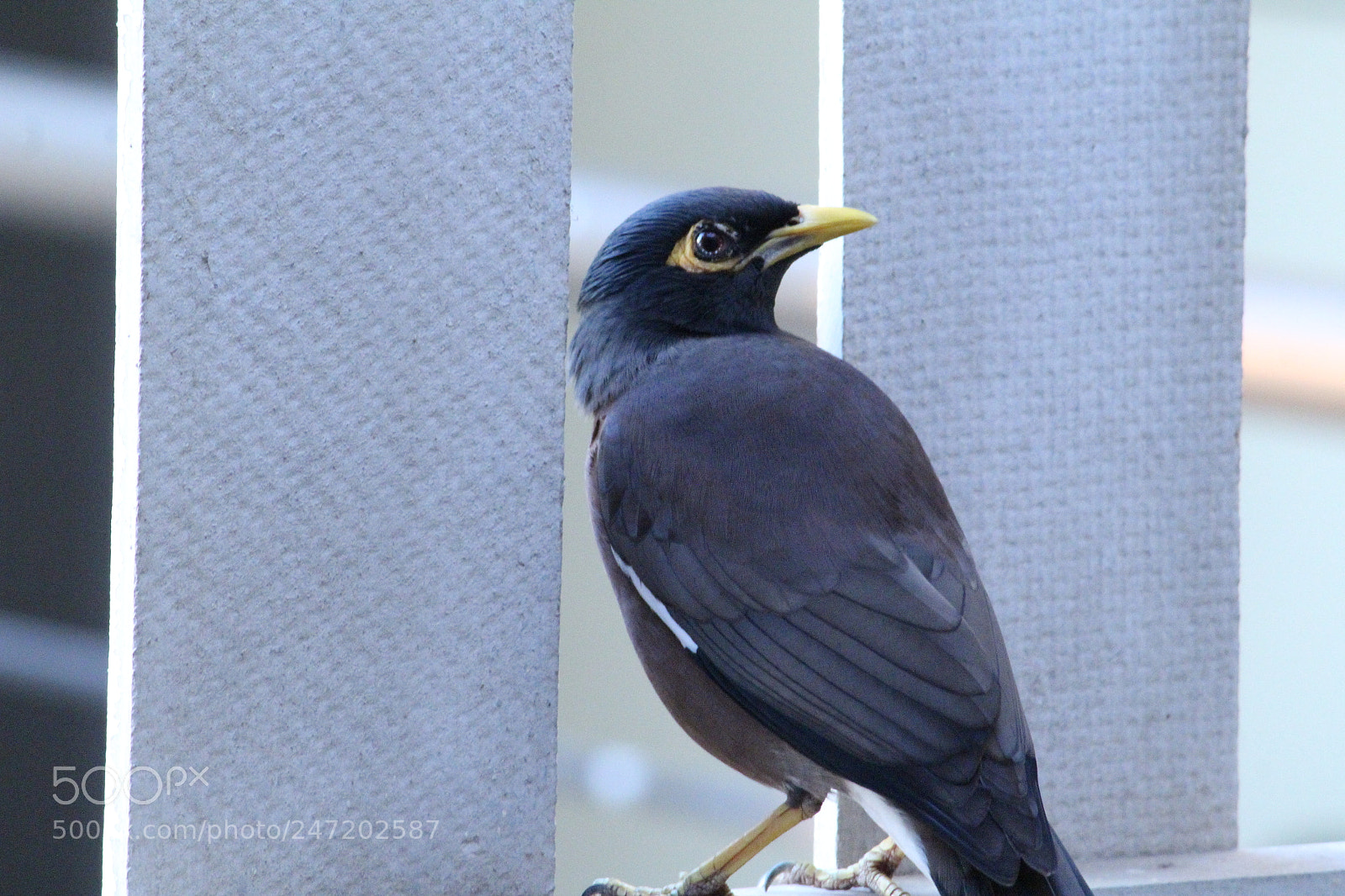 Canon EF-S 55-250mm F4-5.6 IS II sample photo. Indian myna photography